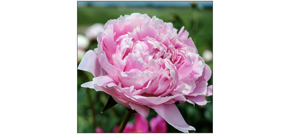 Cut Your Own Peonies