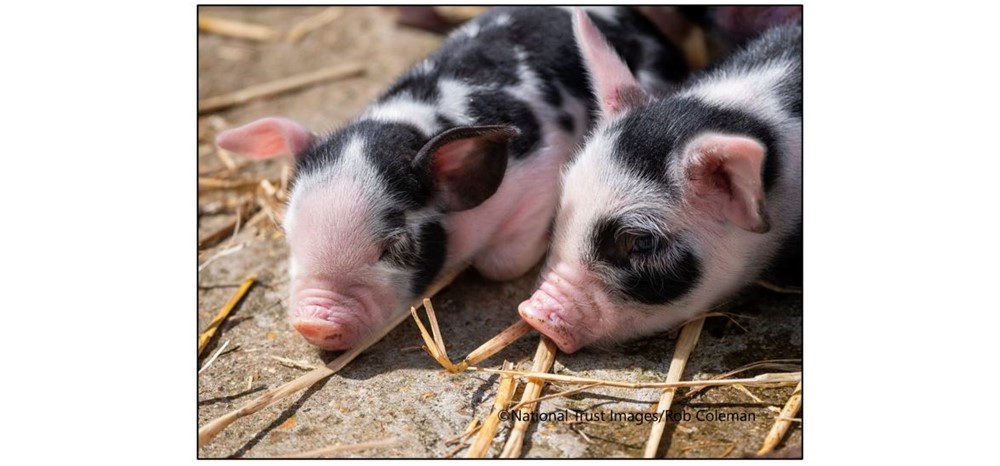 Springing to Life at Wimpole Estate - piglets