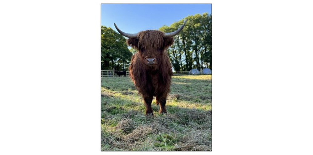 Highland Cow Cottage Experience