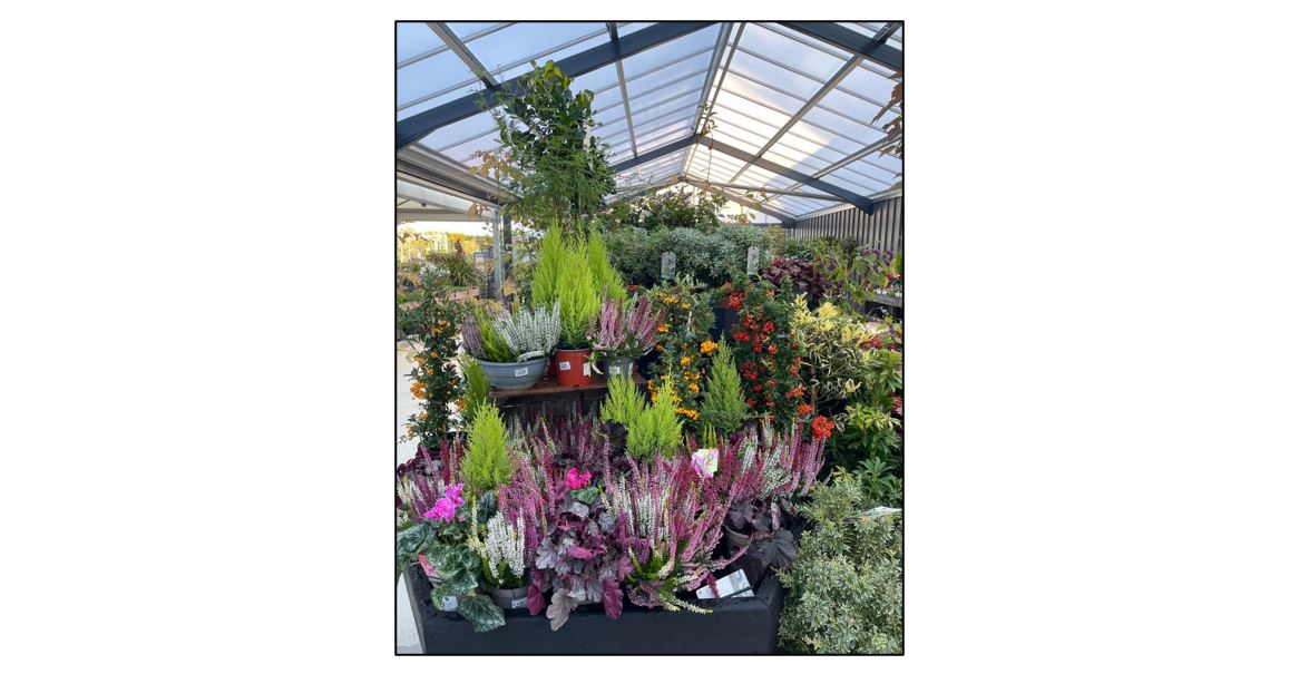 Oakington Garden Centre - Heathers and cyclamens