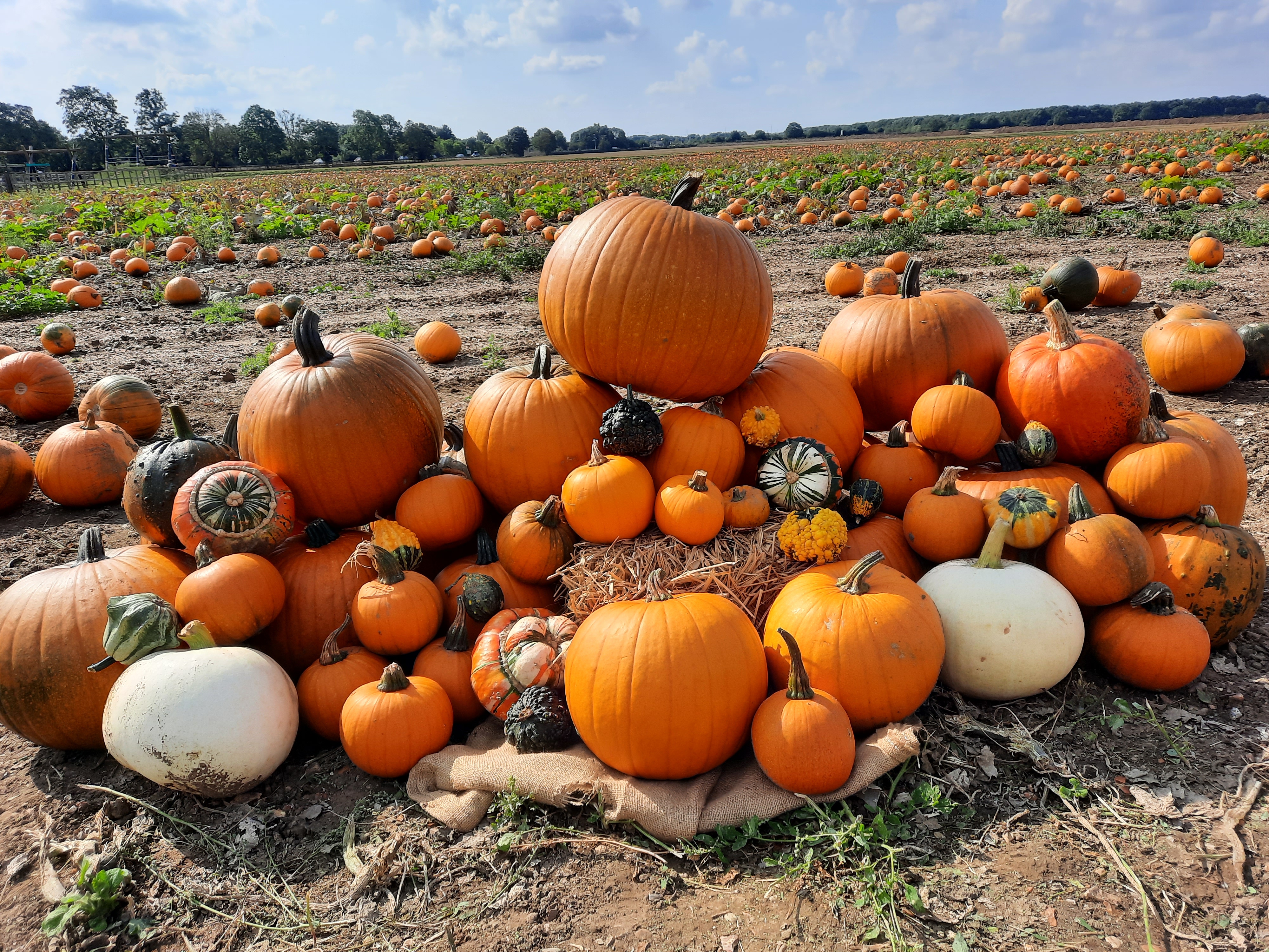 Milton Maze Pumpkin Patch