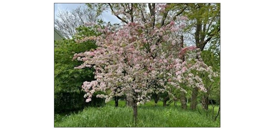The Mary Challis House and Garden - blossom tree