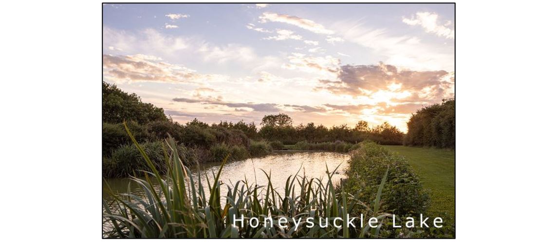 Lawn Farm Fisheries - Honeysuckle