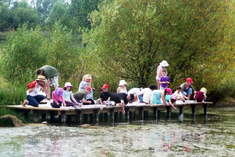 Fen Drayton Lakes, pond dipping