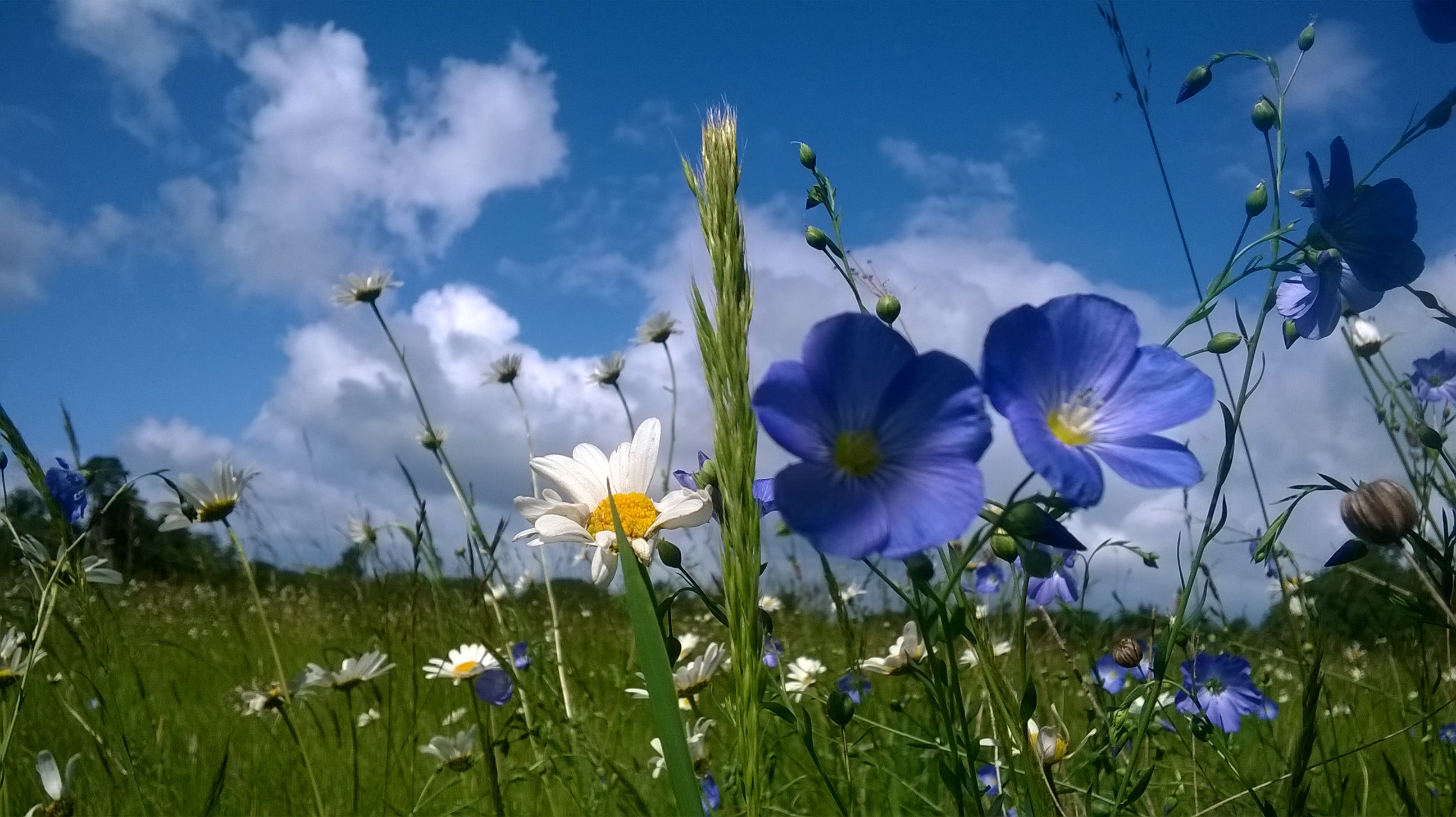 Wandlebury Wildflowers in Summer
