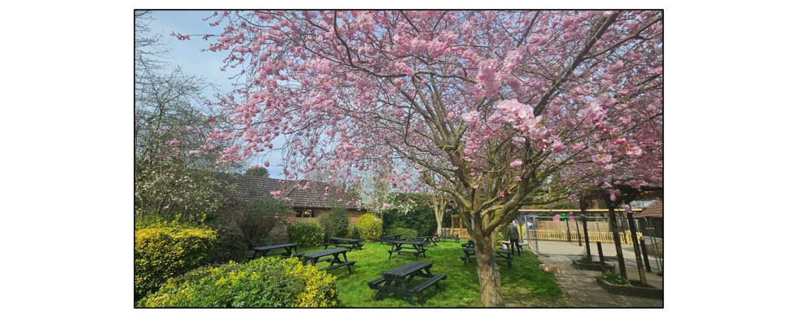 Hat and Rabbit Fulbourn - garden with tree in blossom