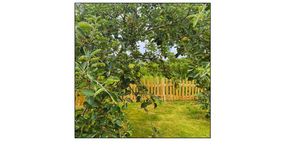 The Heritage Orchard at Stapleford Granary - Orchard and Picket Fence