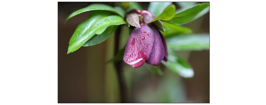 Autumn and Winter Flowers - Hellebores