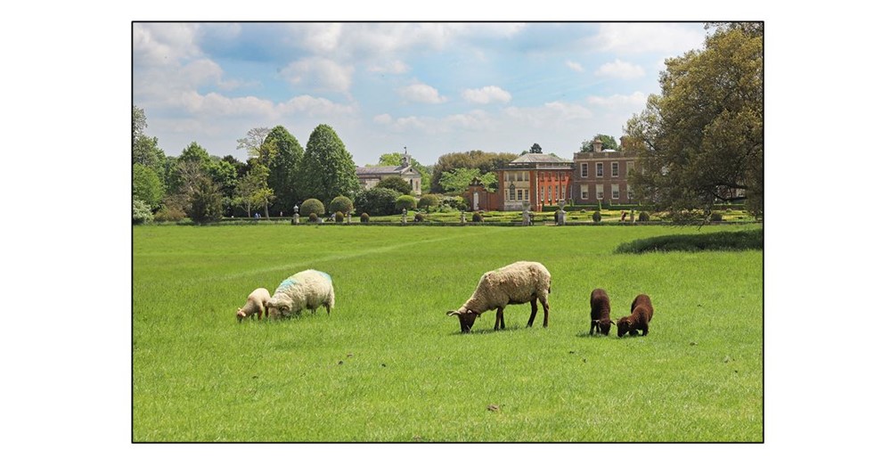 Lambing at Wimpole - sheep in the parkland