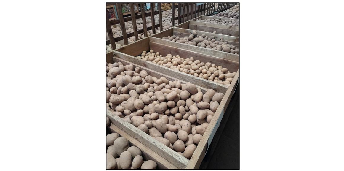 Oakington Garden Centre - potatoes