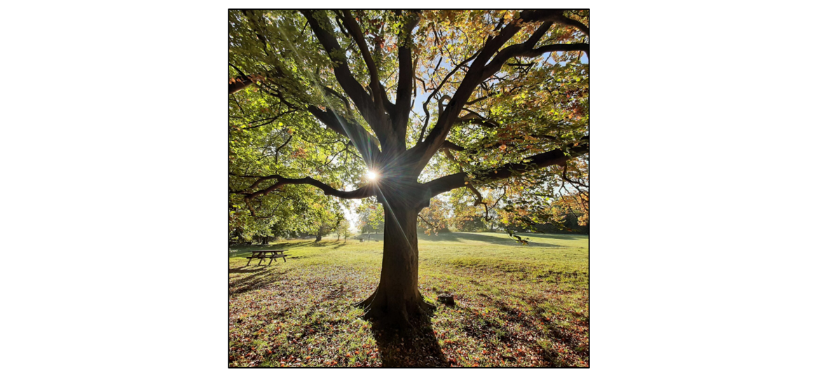 Evening Walk with a Warden - Wandlebury Trees