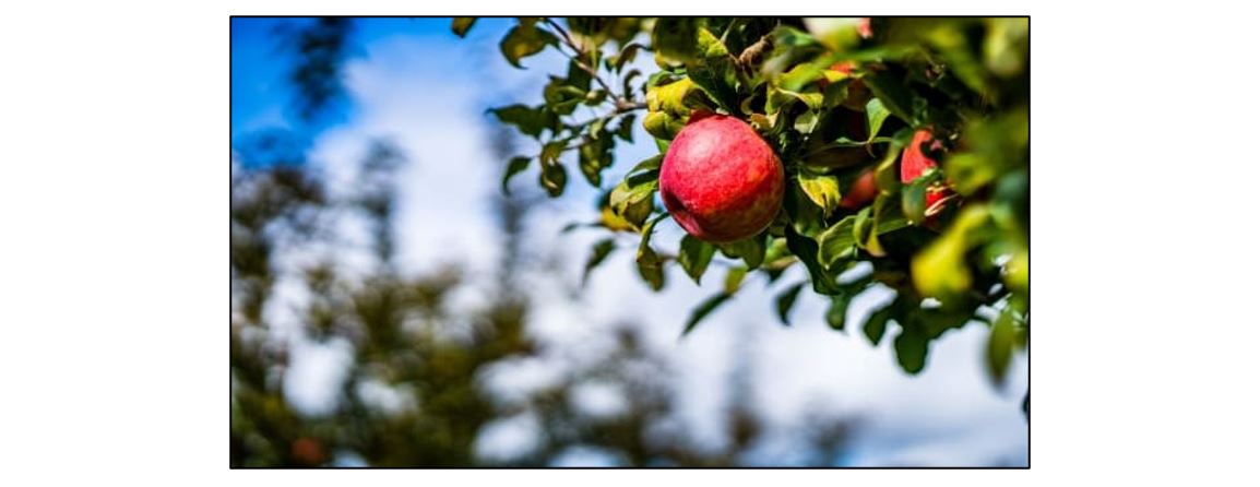 Autumn Orchard Amble