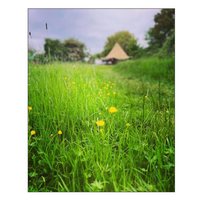 Willowfest - meadow