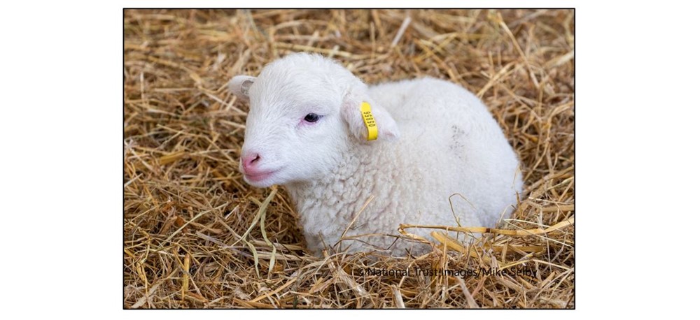 Springing to Life at Wimpole Estate - Lamb