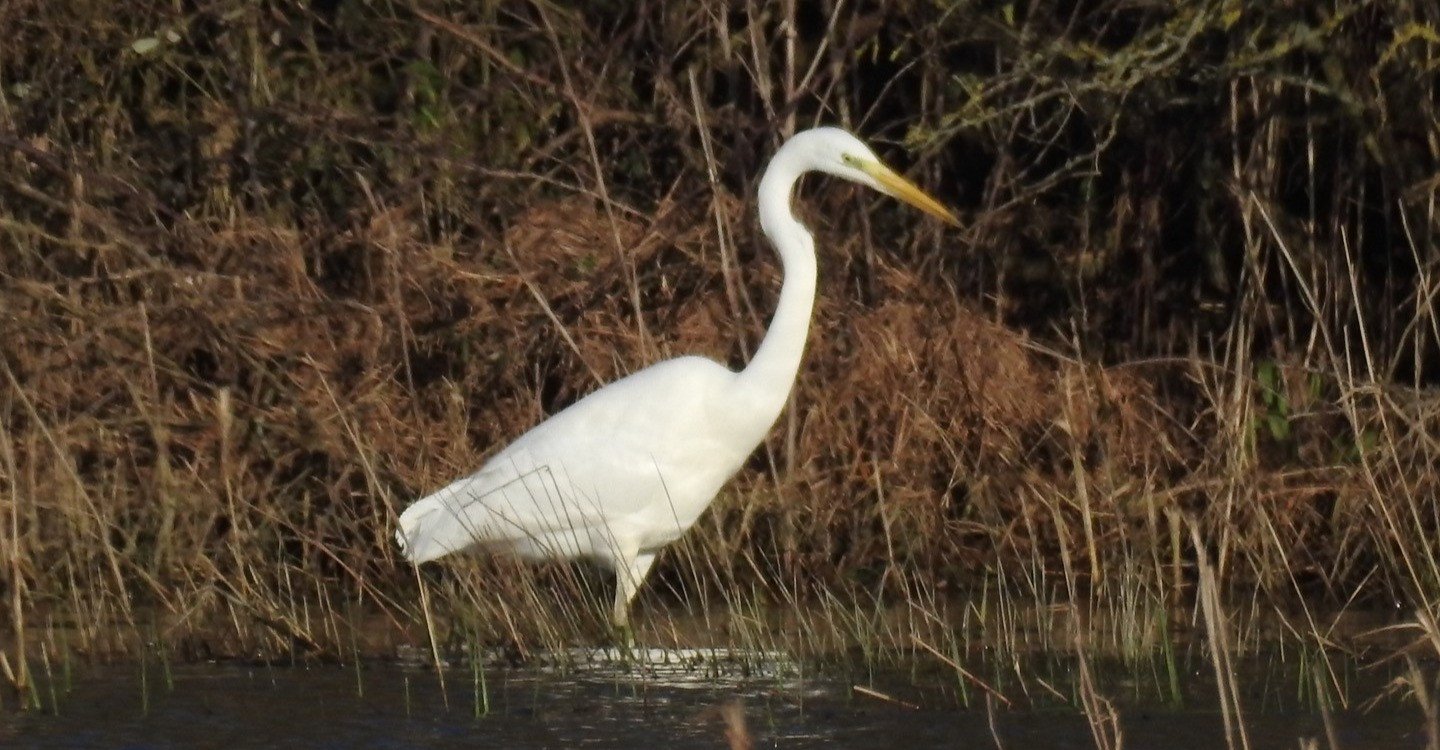 Wednesday Wander at Fen Drayton Lakes - July