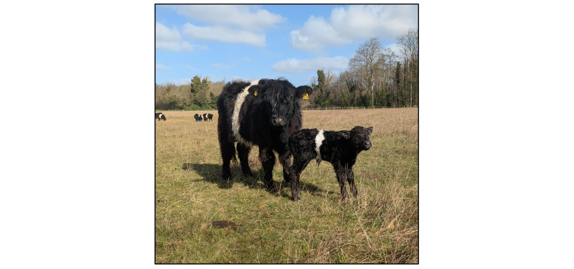Meet the Cows - August