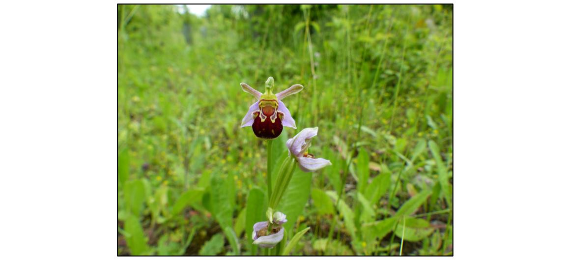 Wildflowers of Coton 
