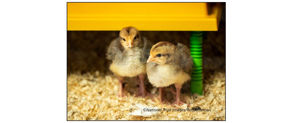 Springing to Life at Wimpole Estate - chicks