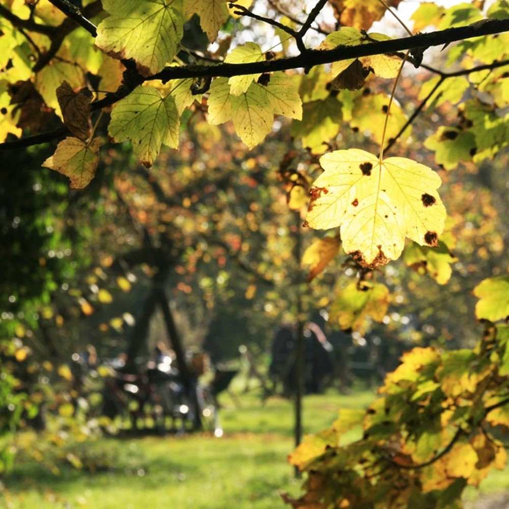 The Orchard Tea Garden, Garden