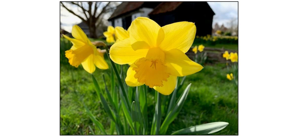 Thriplow Daffodil Weekend & Country Fair
