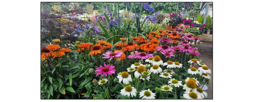 Coton Orchard Garden Centre - flowers