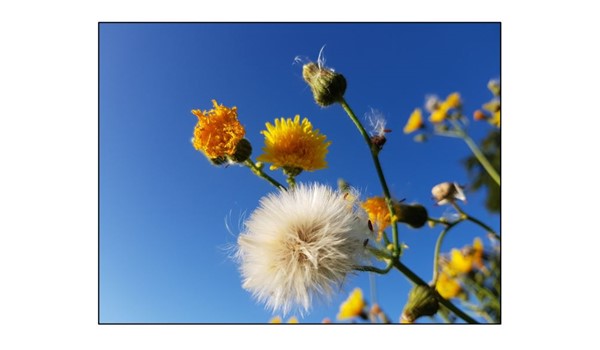 Autumn wild flowers in Wandlebury
