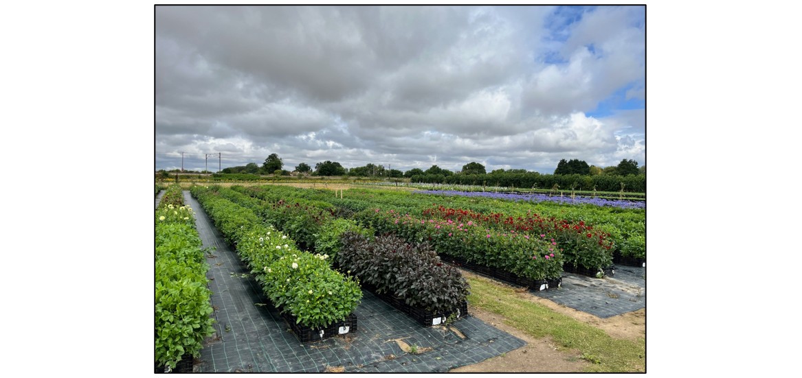 Cut Your Own Flowers - dahlias in rows