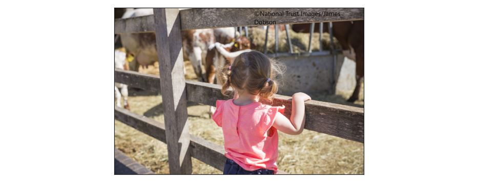 Springing to Life at Wimpole Estate - young girl watching cows