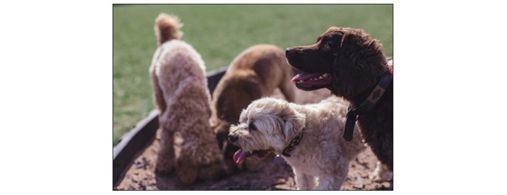 The Paddocks - Bassingbourn