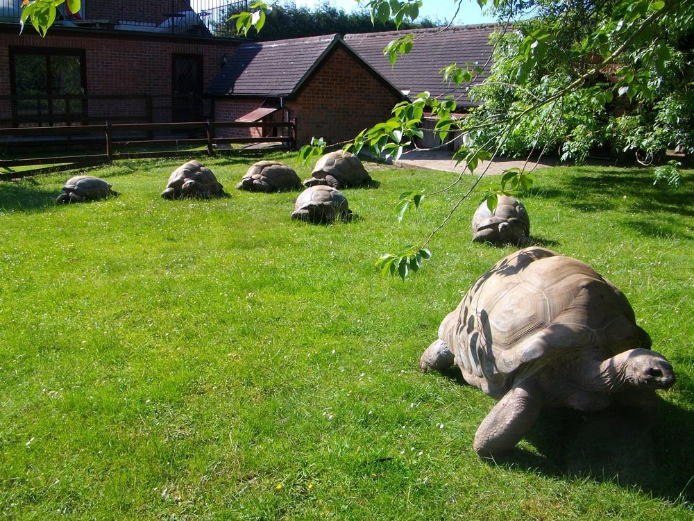 Linton Zoo Conservation Park - Visit South Cambs