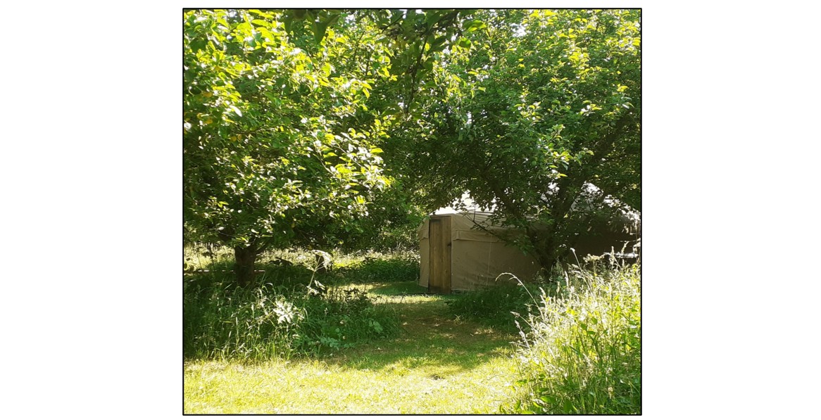 Fen End Farm  - camping in the trees