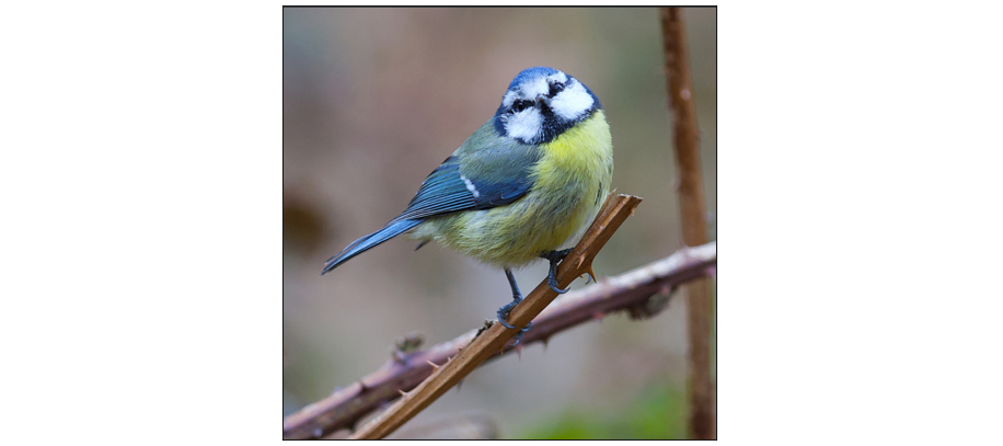 Dawn Chorus Walk