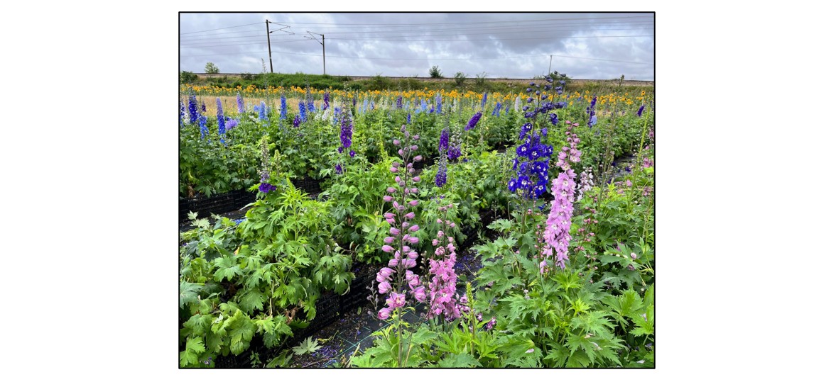 Cut Your Own Flowers - delphiniums