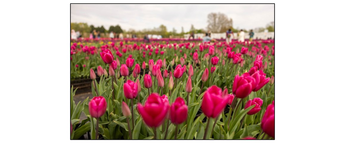 Pick Your Own Tulips