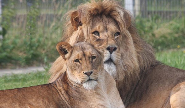 Linton Zoo Conservation Park