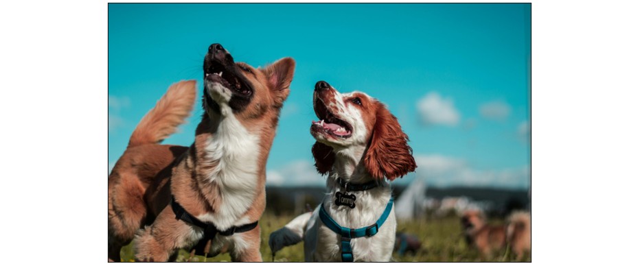 Dog Show