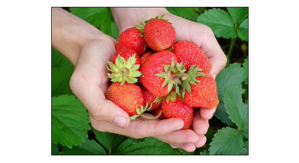 Pick Your Own Strawberries - handful