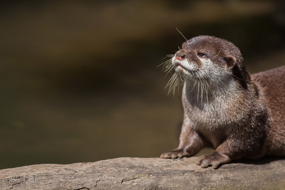 Shepreth Wildlife Park -  otter