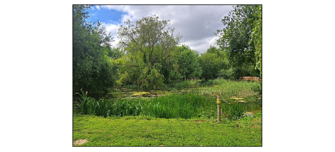 Shepreth Mill Caravan Park - pond