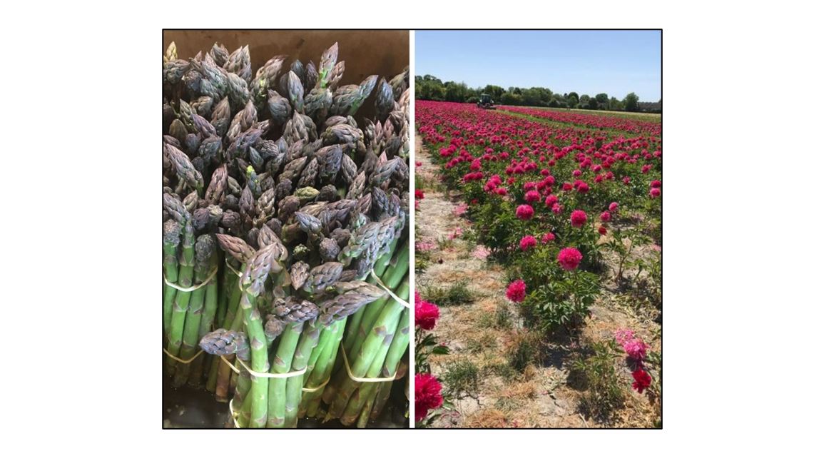 Bury Lane Farm Shop - asparagus and flowers