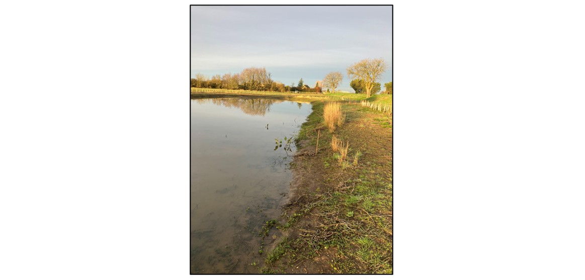 Flora and Fauna at the Old Rec, Cottenham