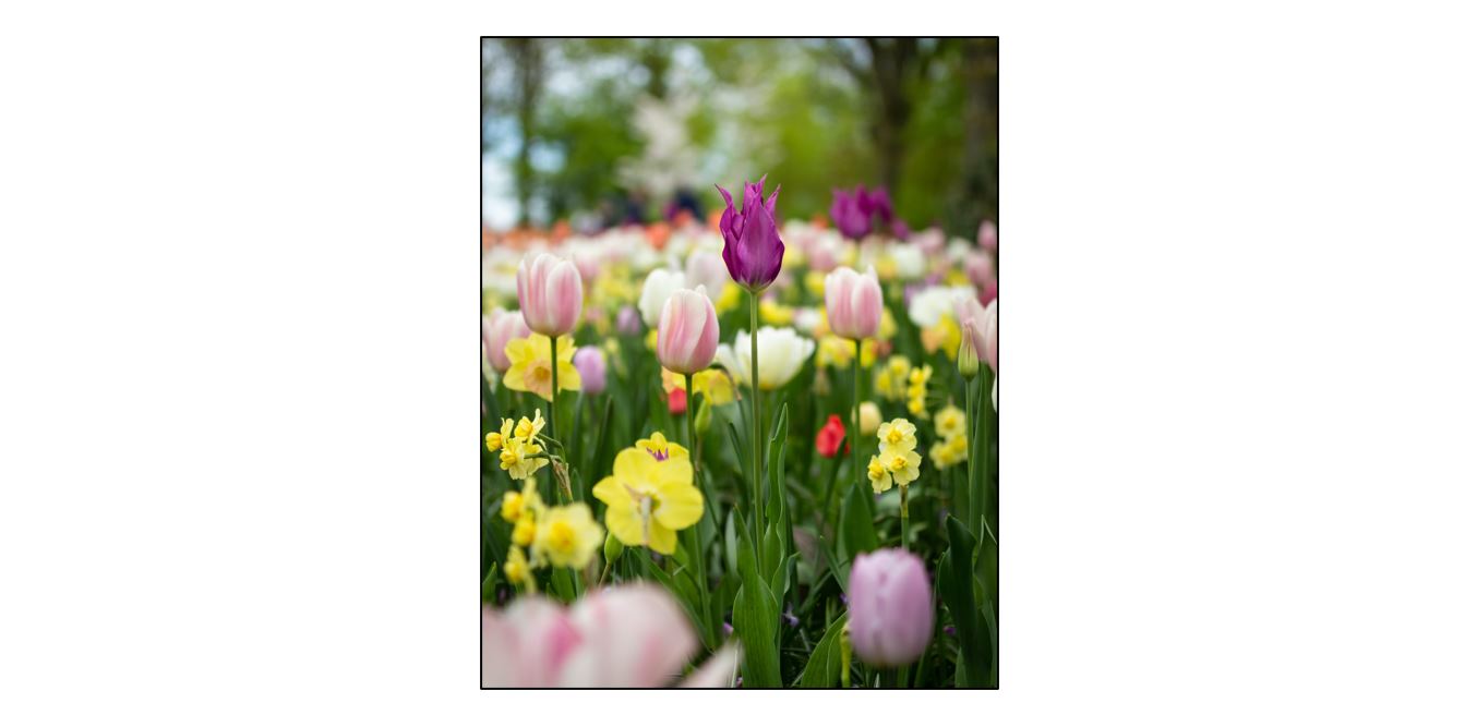Spring Flowering Bulbs