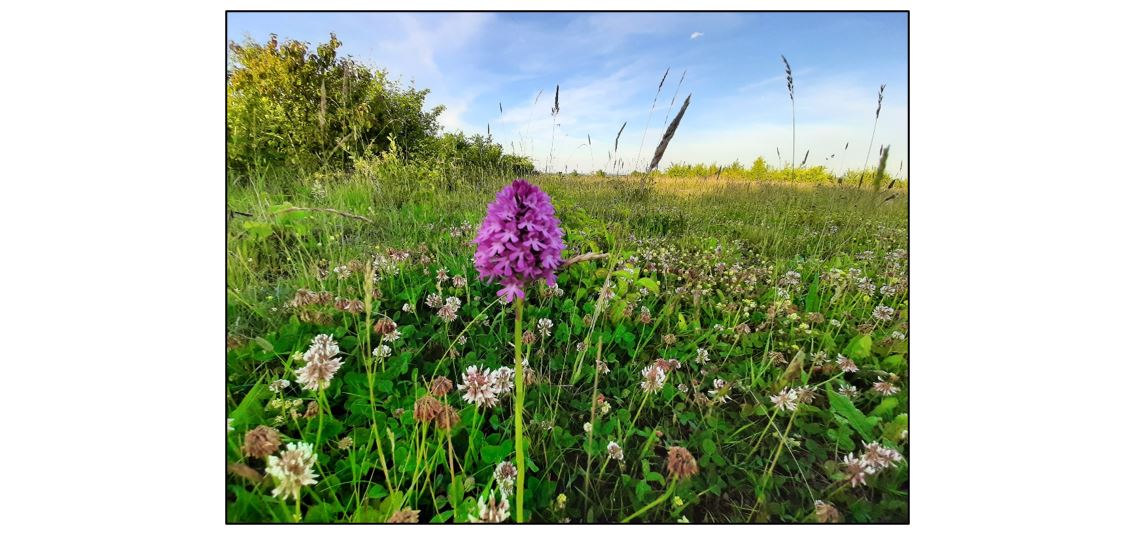 Coton Countryside Reserve -flower and meadow