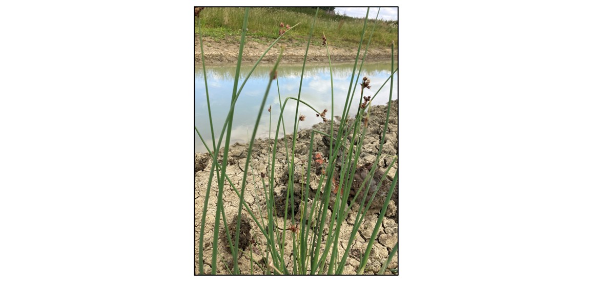 Flora and Fauna at the Old Rec, Cottenham 