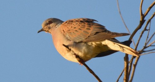 Wednesday Wander at Fen Drayton Lakes - June