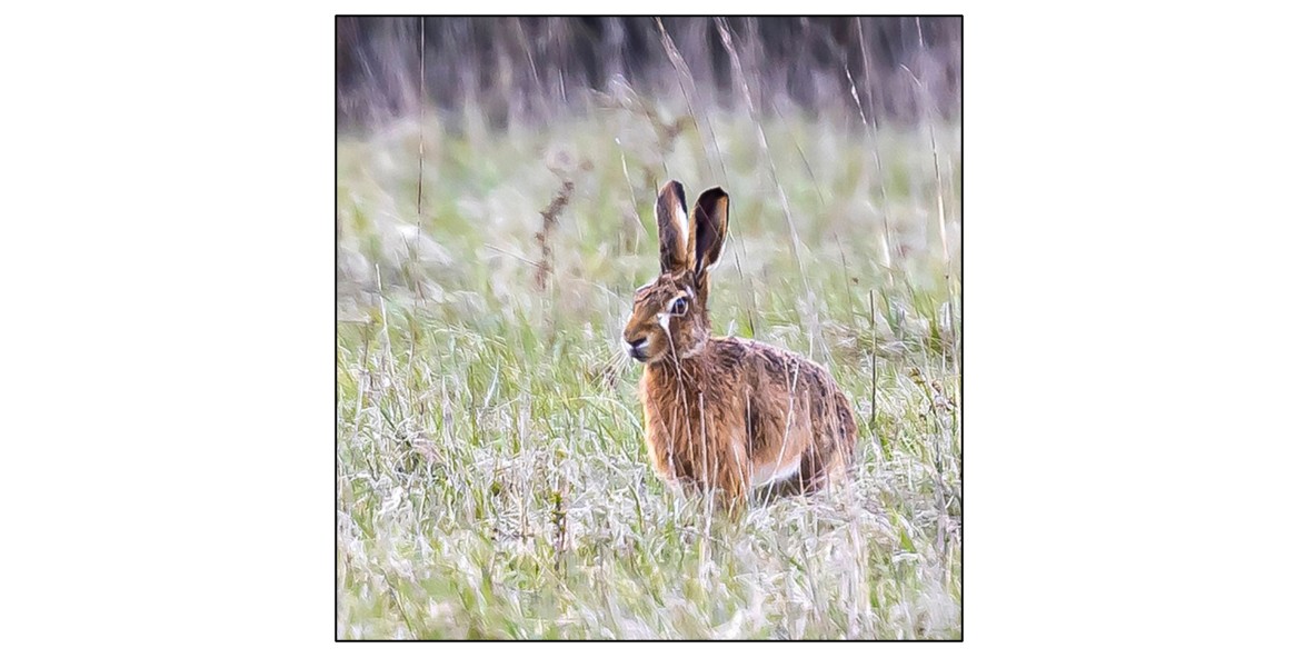 Woodlands and Wildlife