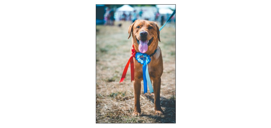 The Cambridge Country Show - dog show