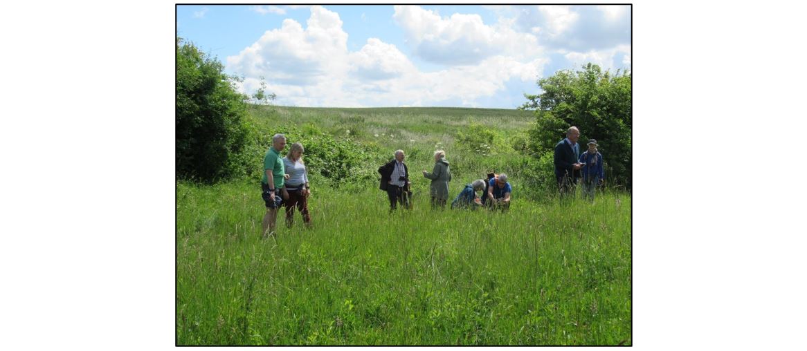 Guided Rare Orchid Walk to Haslingfield Quarry