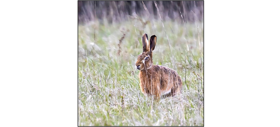 Woodlands and Wildlife