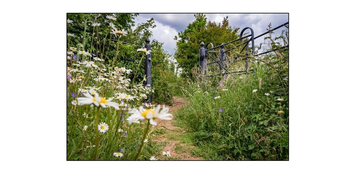 Coton Country Reserve wildflowers and gate